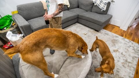 Dog Friendly Apartment Tips For City Living