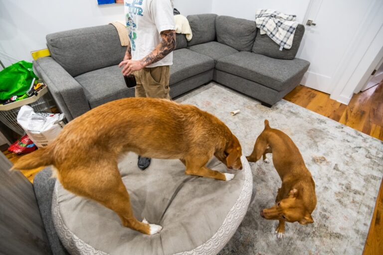 Dog Friendly Apartment Tips For City Living