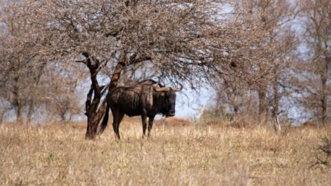 After intense flooding, Kruger National Park rushes to repair damage