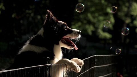 6 Dog Breeds That Are Natural Born Escape Artists (Keep Your Fences High!)