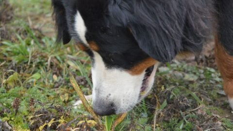 6 Hidden Dangers In Your Garden That Could Harm Your Dog