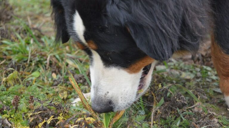 6 Hidden Dangers In Your Garden That Could Harm Your Dog