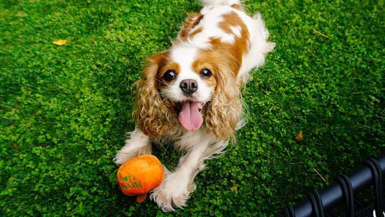 6 Dog Breeds That Are Surprisingly Quiet Companions (Perfect for Apartment Living)