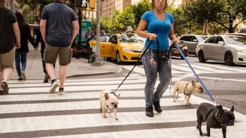 6 Dog Breeds That Are Great Travelers (And Love Car Rides)