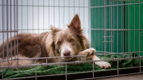 6 Reasons Your Dog Loves Their Crate (Even If You Don't)