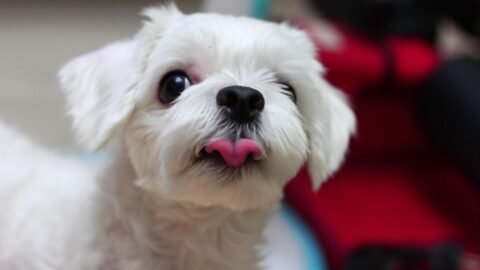 6 Dog Breeds That Are Surprisingly Picky Eaters (And What To Do)