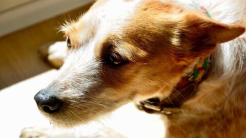 The Way Your Dog Reacts to New People Can Reveal Their Socialization Level