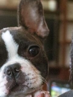 6 High-Maintenance Dog Breeds That Exhaust Owners (And 5 Low-Effort Alternatives)