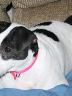 The Most Destructive Dog Breeds When Bored (And the Least Damaging)