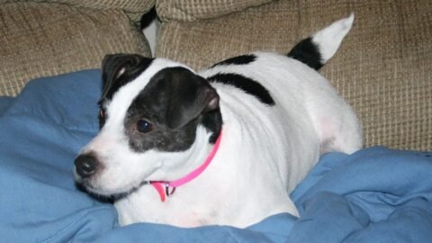 The Most Destructive Dog Breeds When Bored (And the Least Damaging)