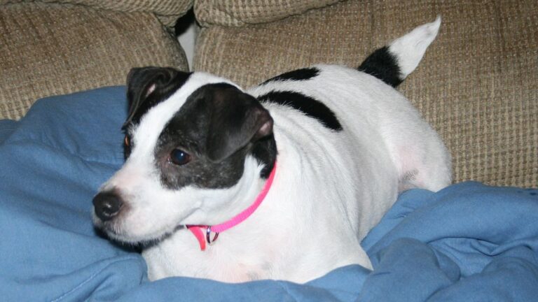 The Most Destructive Dog Breeds When Bored (And the Least Damaging)