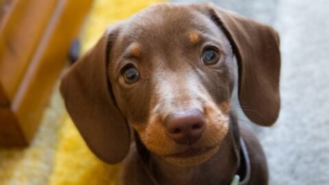 6 Dog Breeds With the Worst Temper Issues