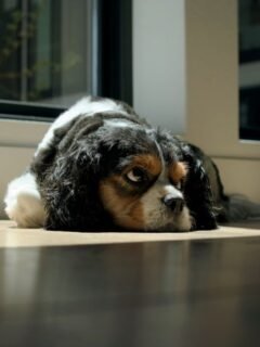 Ignoring Your Dog's Small Anxieties Can Lead To Big Problems Later