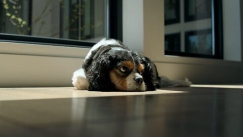 Ignoring Your Dog's Small Anxieties Can Lead To Big Problems Later