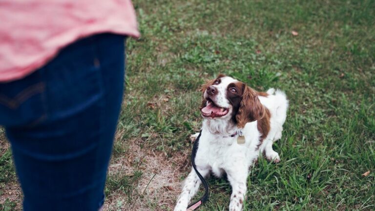 Teaching Your Dog New Tricks Boosts Their Confidence, Not Just Your Ego