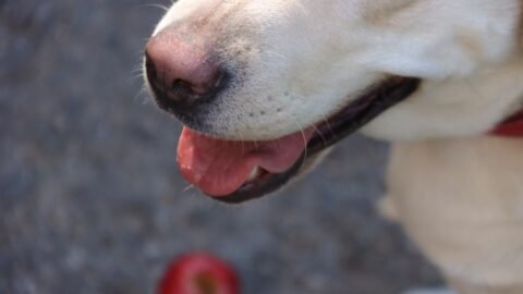 Can I Give My Dog Apple?