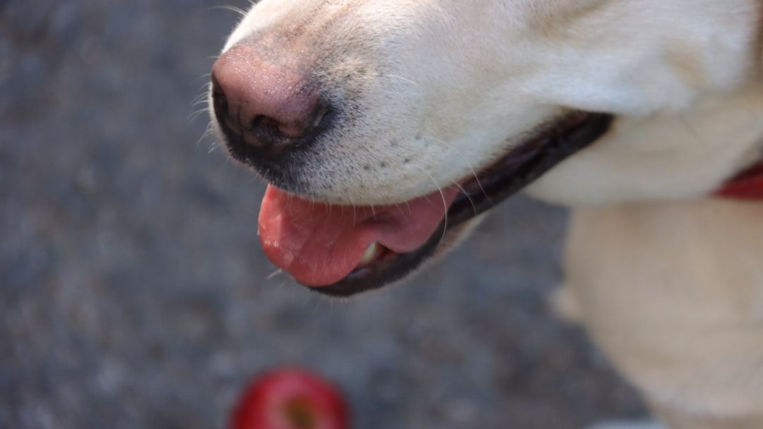 Can I Give My Dog Apple?