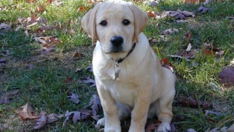 Worst Dog Breeds for Seniors (Best Low-Energy Companions After 60)