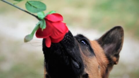 Your Dog's Nose Knows Secrets You Can Only Imagine: A World of Scent