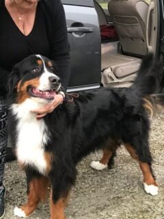 The Quietest Dogs Often Have the Loudest Personalities: Don't Be Fooled