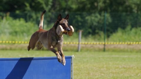 Why The Belgian Malinois Is The Worst Dog If You Want An Apartment Companion