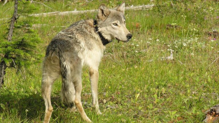 Gray Wolf Seen in Los Angeles County for the First Time in Over 100 Years in 'Historic Moment'