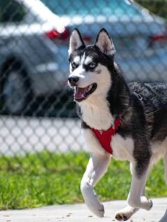 The Most Stubborn Dog Breeds to Live With (And the Most Cooperative)