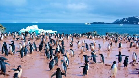 Climate change pushes penguins to breed two weeks earlier