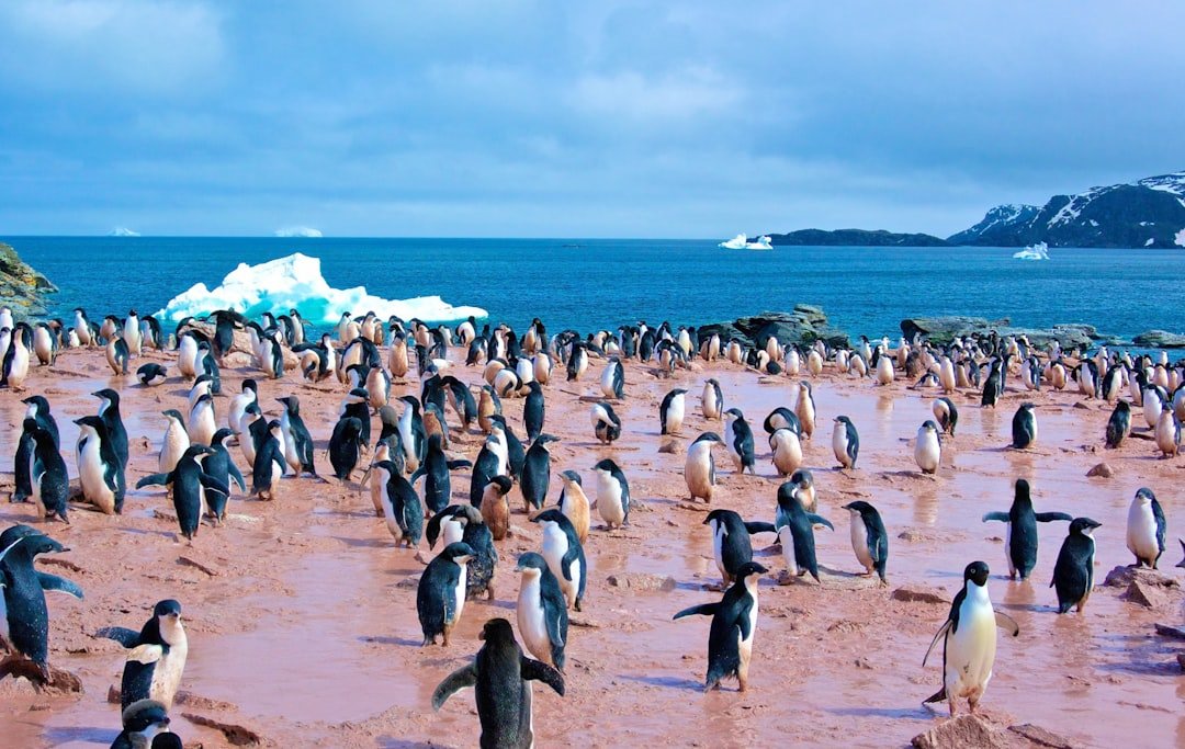 Climate change pushes penguins to breed two weeks earlier