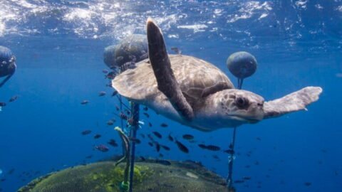 Abandoned tuna-fishing devices pollute the Galápagos Marine Reserve