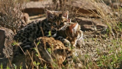 Rodent burrows offer unusual sanctuary to Africa’s smallest wildcat