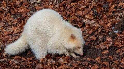 Driver Stops On Texas Road After Spotting Extremely Rare Creature For An Unforgettable Wildlife Moment