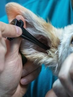 Think Your Dog Is Just Being Naughty? It Could Be a Sign of Pain