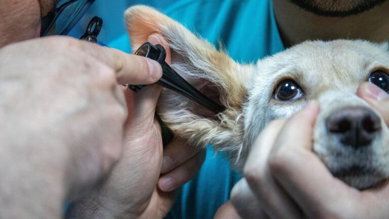 Think Your Dog Is Just Being Naughty? It Could Be a Sign of Pain