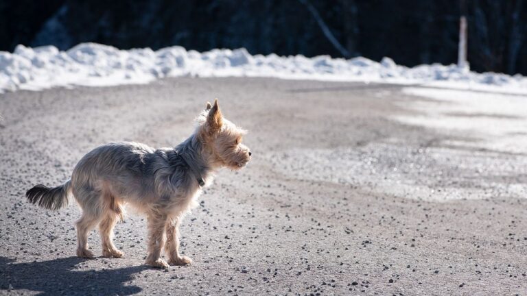 Your Dog's Barking Might Be a Cry for Help, Not Just Annoyance