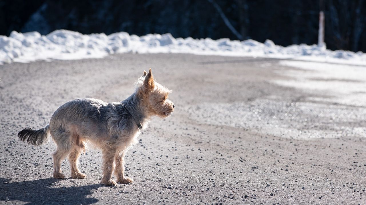 Your Dog's Barking Might Be a Cry for Help, Not Just Annoyance