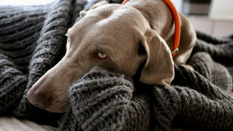 The Heartbreaking Reason Your Dog Sleeps On Your Clothes When You're Gone