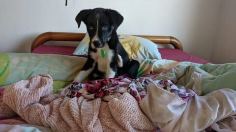 Why Your Dog Sleeps on Your Dirty Laundry