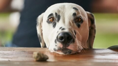 Feeding Your Dog Scraps From the Table Is Doing More Harm Than Good