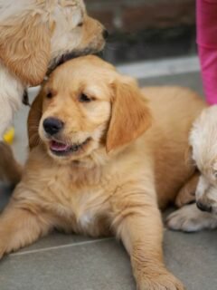 The Truth About Why Some Dogs Are More Prone to Separation Anxiety Than Others