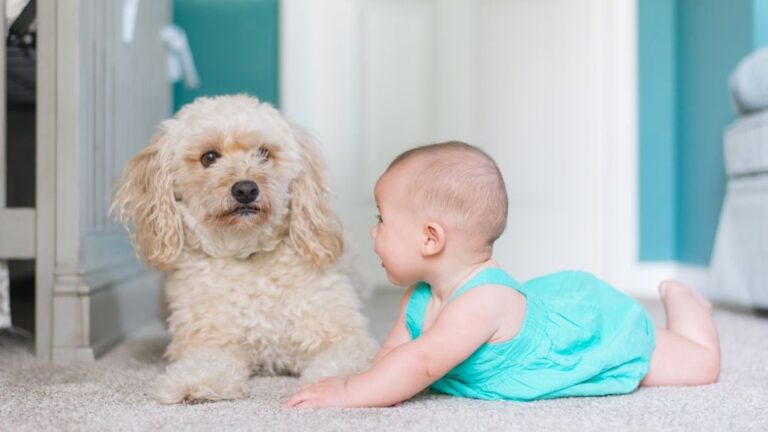 Why Your Dog Stares Deep Into Your Eyes Without Looking Away (A Chemical Love Letter)