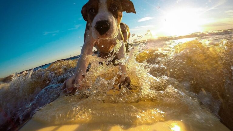 Ignoring Your Dog's Small Anxieties Can Lead to Significant Behavioral Issues Down the Road