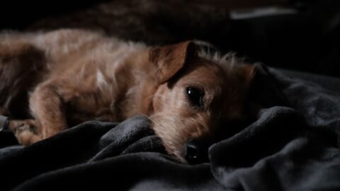 Why Your Dog Checks On You In The Middle Of The Night (You Never Even Know)