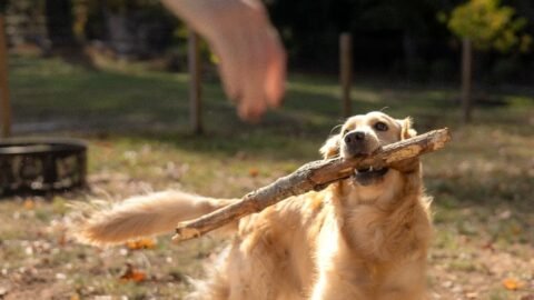 6 Reasons Why Your Older Dog Might Be Acting Like a Puppy Again