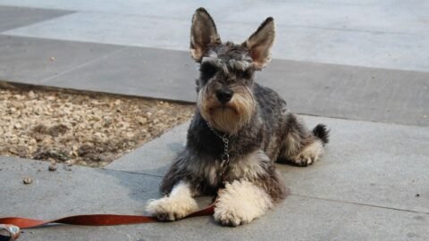 6 Essential Commands Every Dog Should Know for Their Safety and Well-being