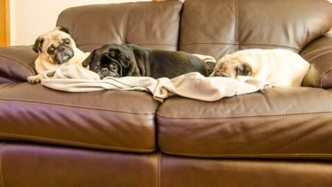 6 Dog Breeds That Thrive in Apartment Living (Perfect for City Dwellers)