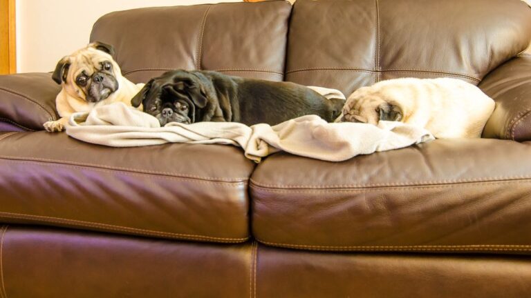 6 Dog Breeds That Thrive in Apartment Living (Perfect for City Dwellers)