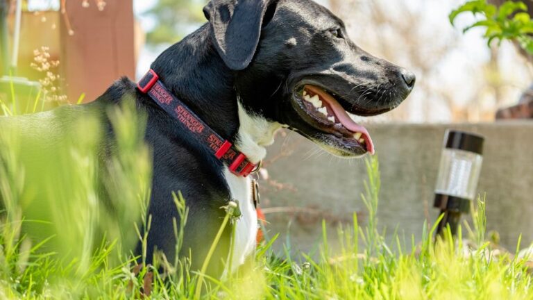 6 Signs Your Dog Might Be Uncomfortable in Social Situations