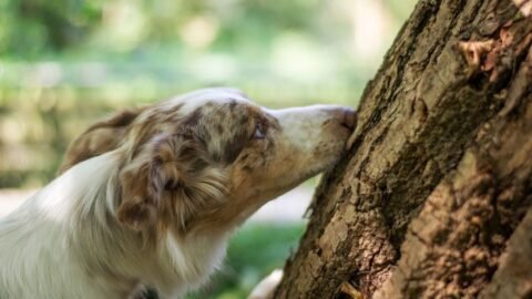 Why Your Dog Sniffs You So Intensely When You Return (They're Not Checking Where You've Been)