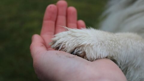 What Your Dog Is Actually Saying When They Gently Place Their Paw On Your Arm